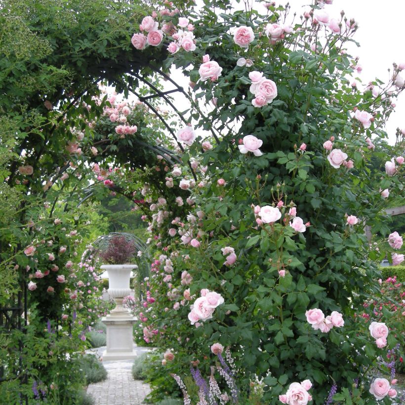 Rosa Nahéma - Kletterrose (Plant habit)