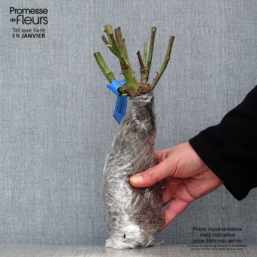 Example of Rosa Papi Delbard 'Delaby' - Kletterrose Wurzelnackt in Beutel as you get in hiver