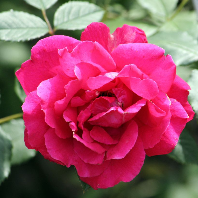 Rosa Paul's Scarlet Climber - Kletterrose (Flowering)