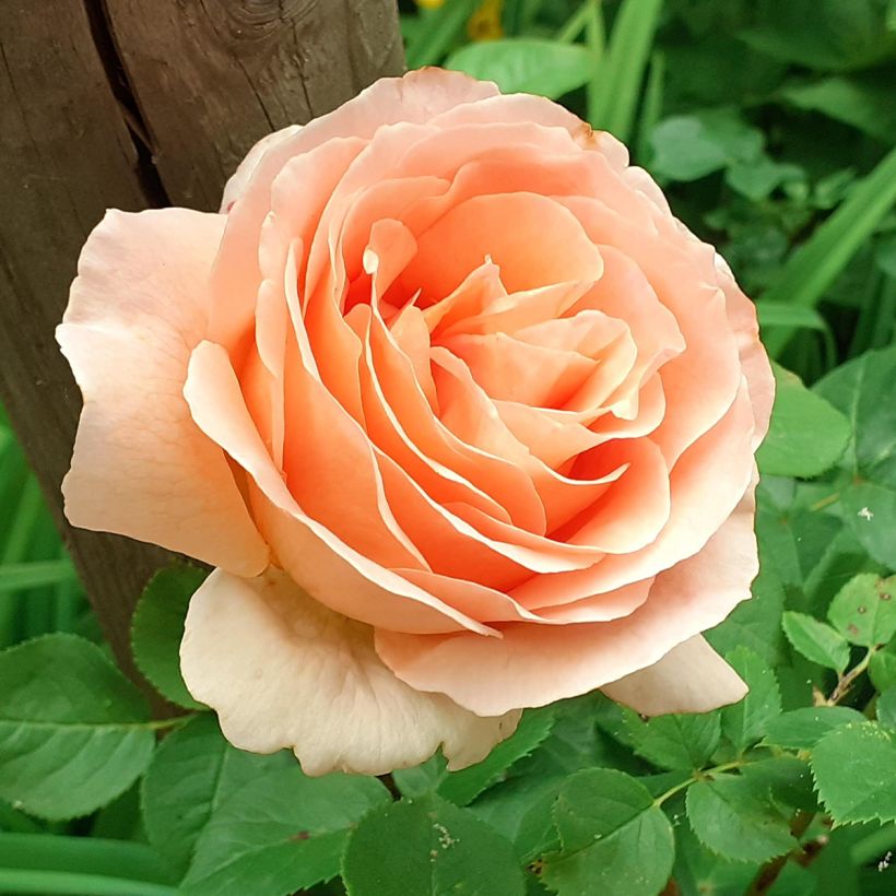 Rosa Polka - Kletterrose (Flowering)
