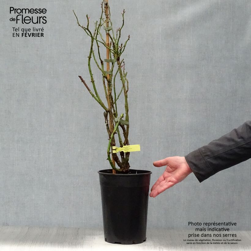 Exemplar von Rosa Rose de Perouges Laperou - Kletterrose Topf mit 4L/5L wie im Winter geliefert