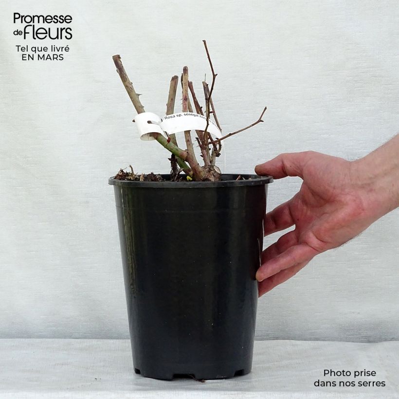 Example of Rosa Sénégal - Kletterrose Topf mit 4L/5L as you get in printemps