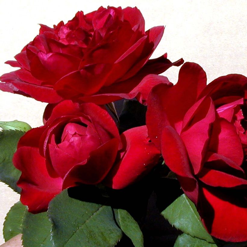 Rosa Sénégal - Kletterrose (Flowering)