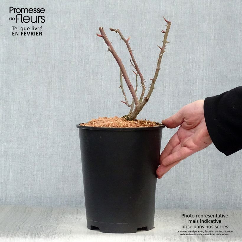 Exemplar von Rosier grimpant Shining Beauty Pot de 4L/5L wie im Winter geliefert