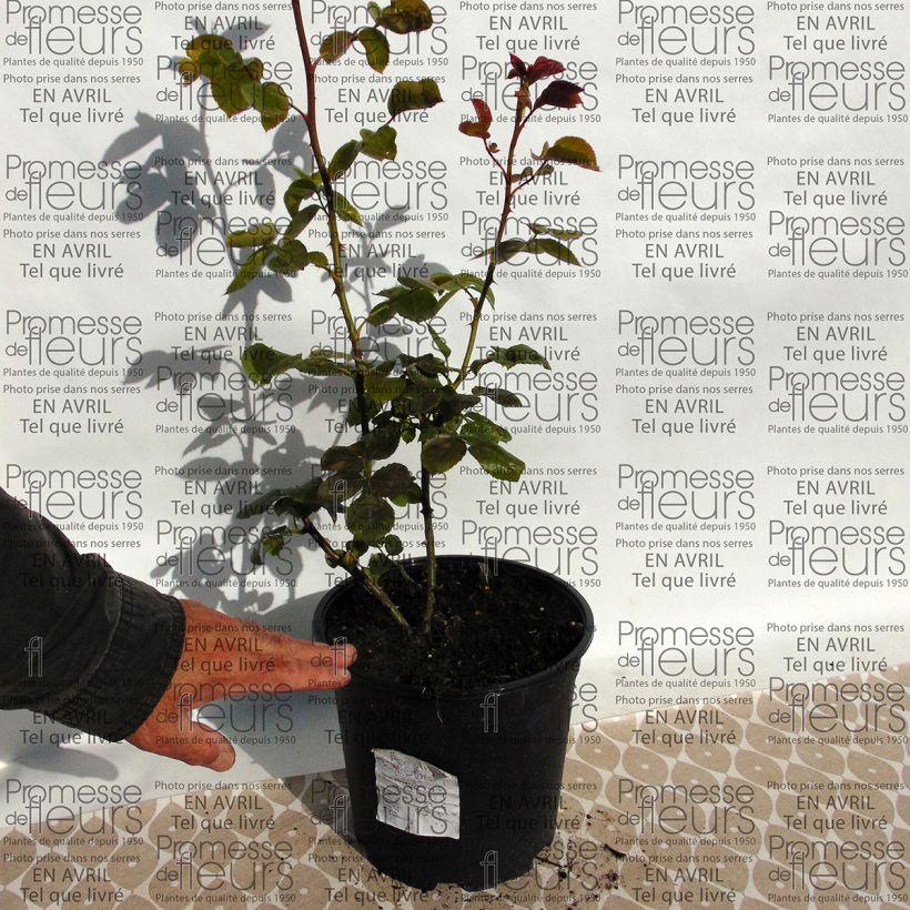 Beispiel eines Exemplars von Rosa Times Past - Kletterrose Topf mit 4L/5L wie geliefert