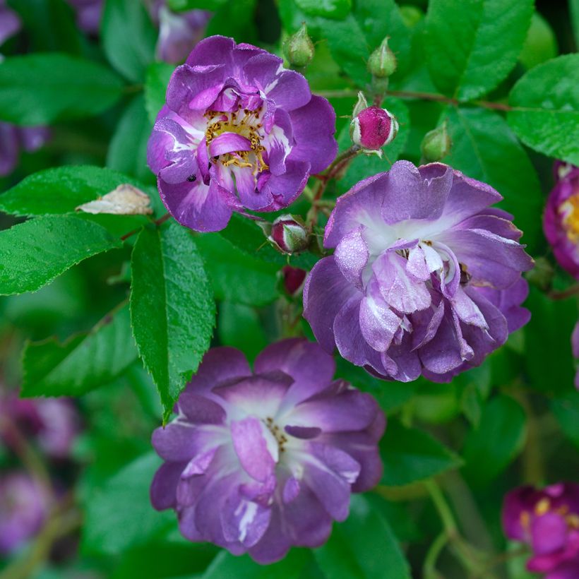Rosa wichuraiana Veilchenblau - Kletterrose (Blüte)