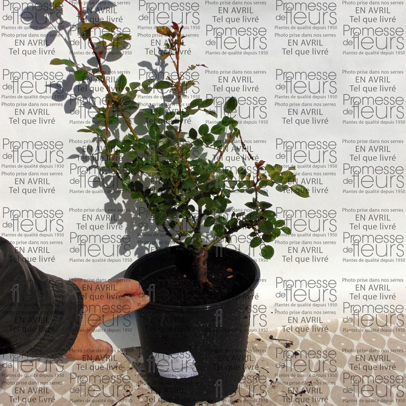 Beispiel eines Exemplars von Rosa Waltz - Kletterrose Topf mit 4L/5L wie geliefert