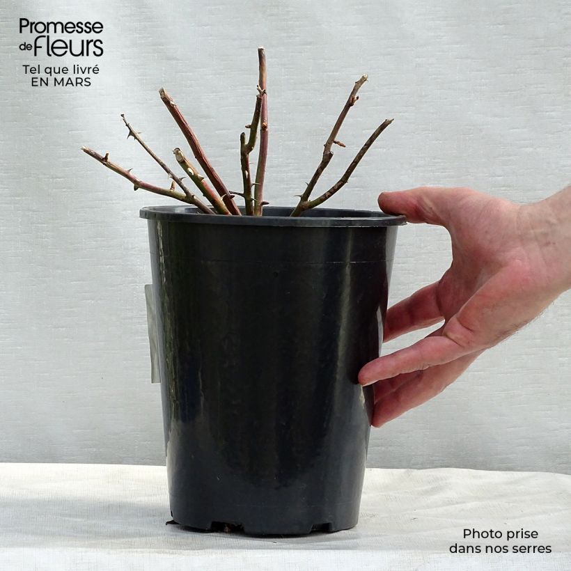 Example of Rosa wichuraiana White New Dawn - Kletterrose Topf mit 4L/5L as you get in printemps