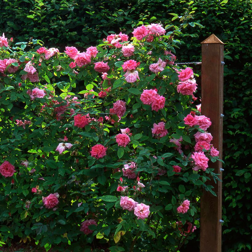 Rosa Zéphirine Drouhin - Kletterrose (Plant habit)