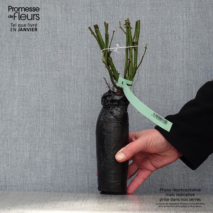 Example of Rosa Zéphirine Drouhin - Kletterrose Wurzelnackt in Beutel as you get in hiver