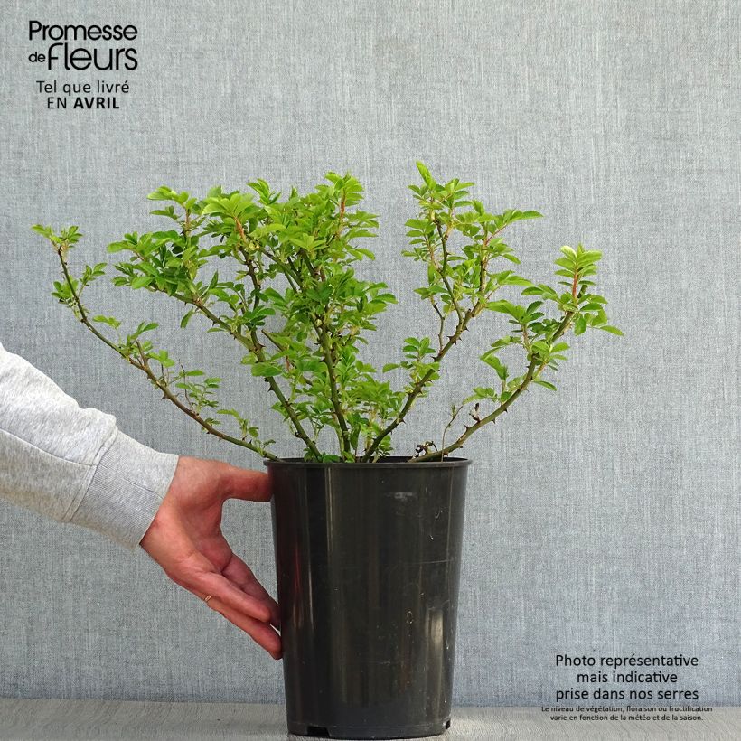 Example of Rosa multiflora Blush Rambler - Rambler-Rose Topf mit 4L/5L as you get in printemps