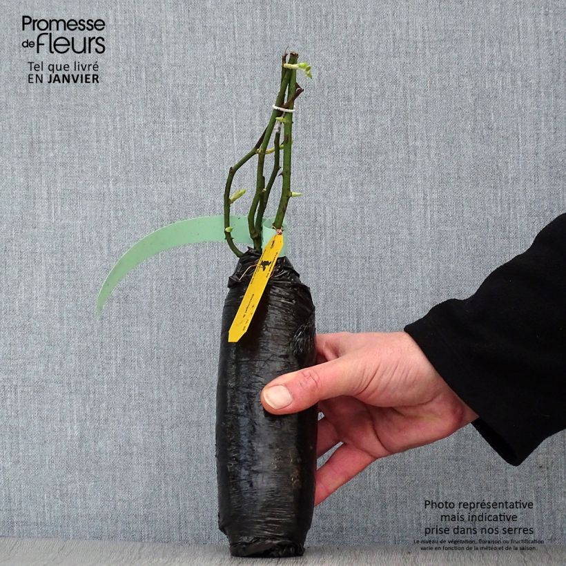 Example of Rosa moschata Francis E Lester - Moschus Rambler-Rose Wurzelnackt in Beutel as you get in hiver