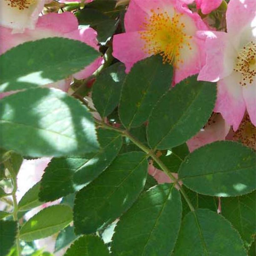 Rosa Kew Rambler - Rambler-Rose (Foliage)