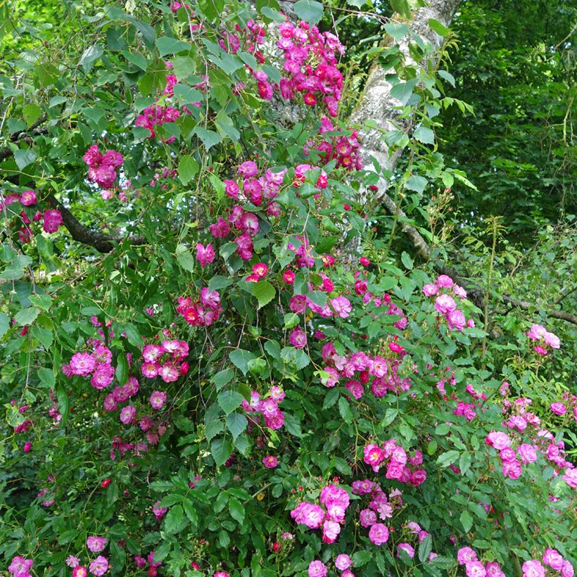 Rosa multiflora Maria Lisa - Rambler-Rose (Plant habit)