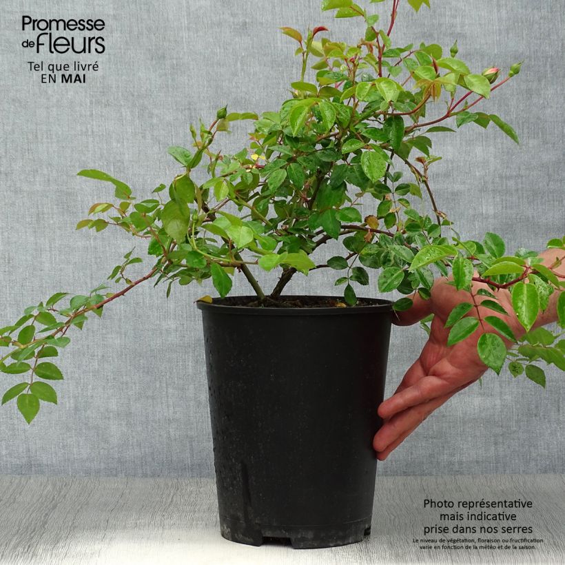 Example of Rosa wichuraiana Paul Noel - Rambler-Rose Topf mit 4L/5L as you get in printemps