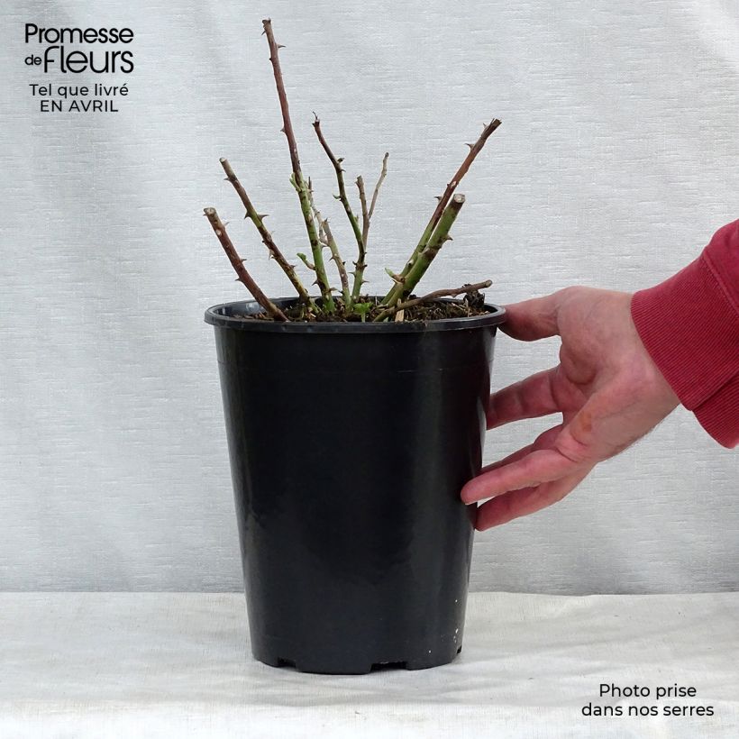 Example of Rosa multiflora Rambling Rector - Alte Rambler-Rose Topf mit 4L/5L as you get in printemps