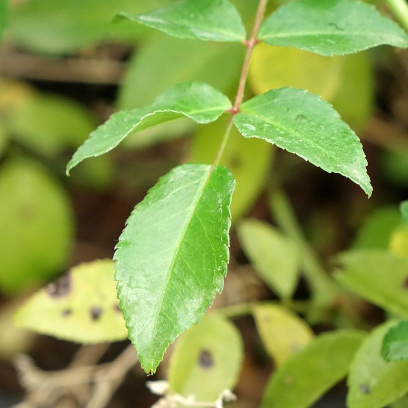 Rosa wichuraiana Sander's White Rambler - Rambler-Rose (Foliage)