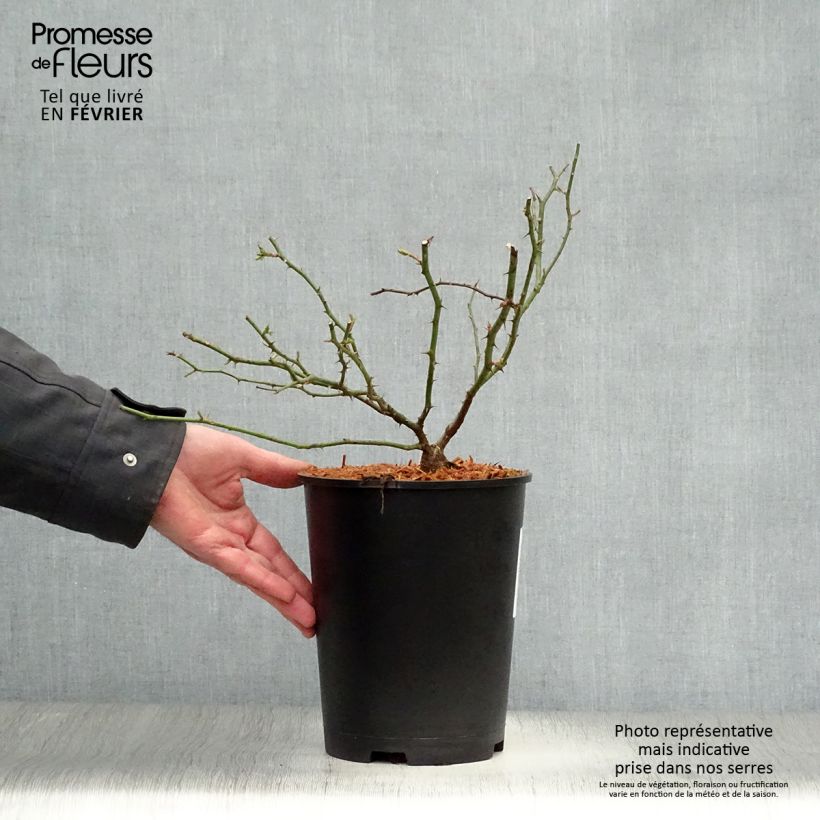 Example of Rosa wichuraiana Sander's White Rambler - Rambler-Rose Topf mit 4L/5L as you get in hiver