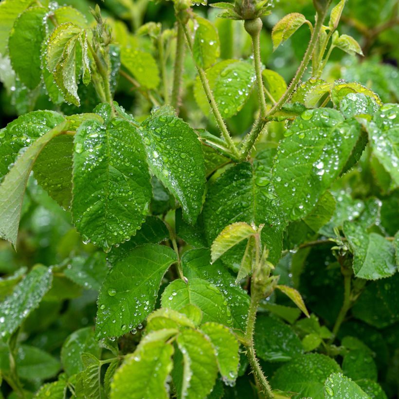 Rosa banksiae Purezza - Meran-Rose (Laub)