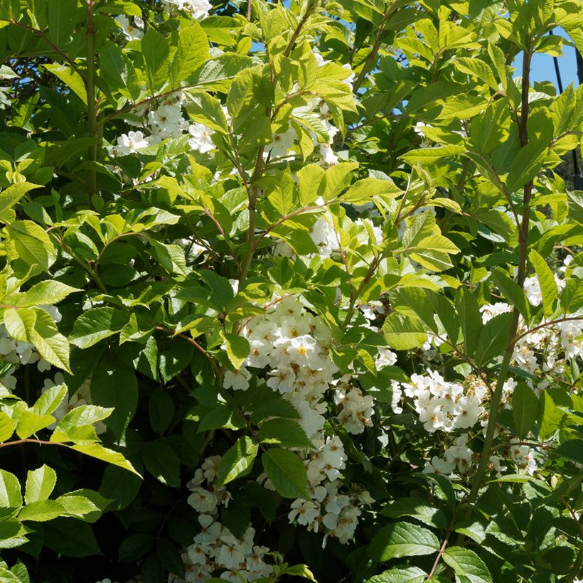 Rosa filipes Kiftsgate - Rambler-Rose (Laub)