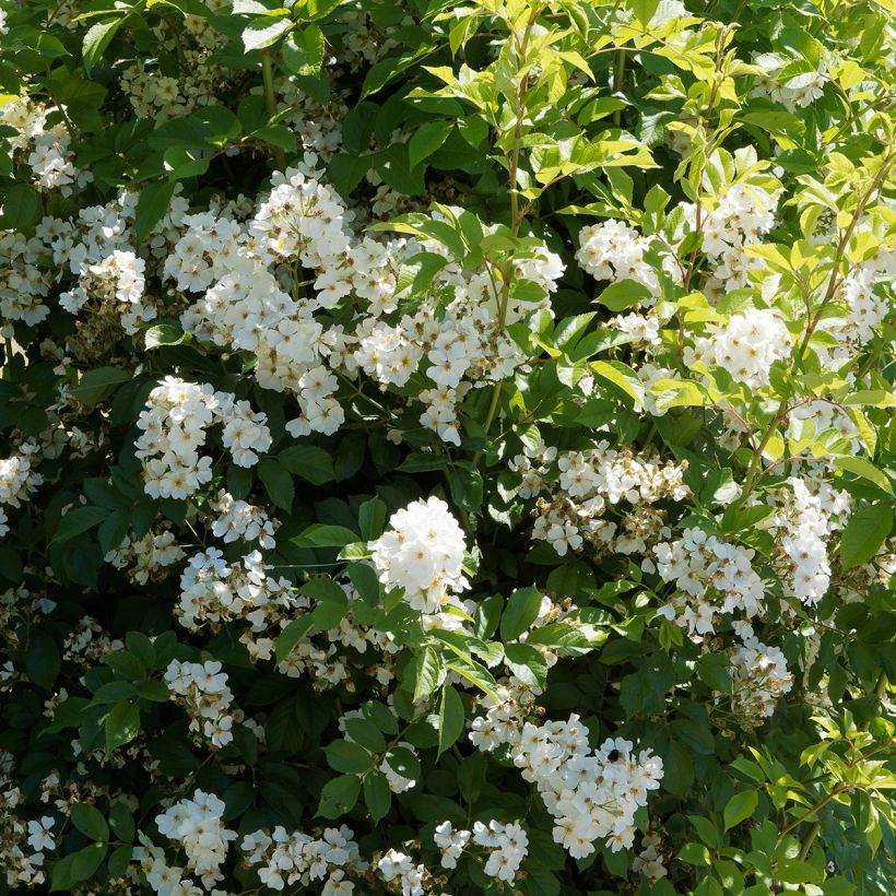 Rosa filipes Kiftsgate - Rambler-Rose (Wuchs)