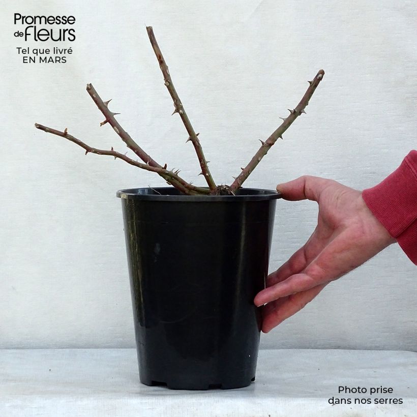 Exemplar von Rosa filipes Kiftsgate - Rambler-Rose Topf mit 4L/5L wie im Frühjahr geliefert