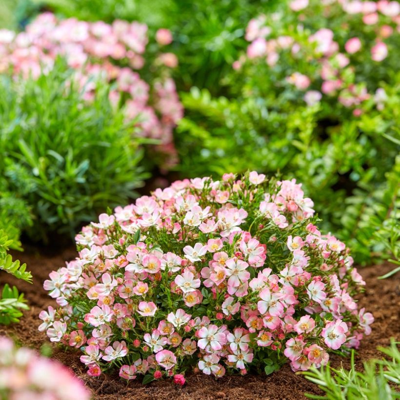 Rosa Cutie Pie - Zwerg-Parkrose (Wuchs)