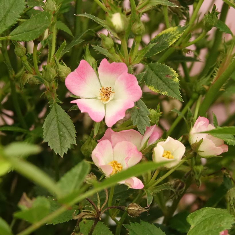 Rosa Galaxy Vega - Zwergrose (Blüte)
