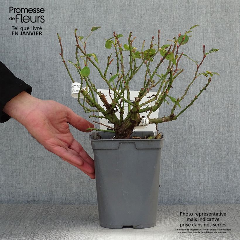 Exemplar von Rosa polyantha Bordure Rose 'Delcoussi' - Zwerg-Parkrose Topf mit 2L/3L wie im Winter geliefert