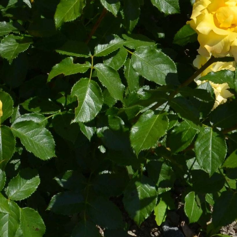 Rosa polyantha Bordure d'Or 'Delbojaun' - Zwerg-Parkrose (Foliage)