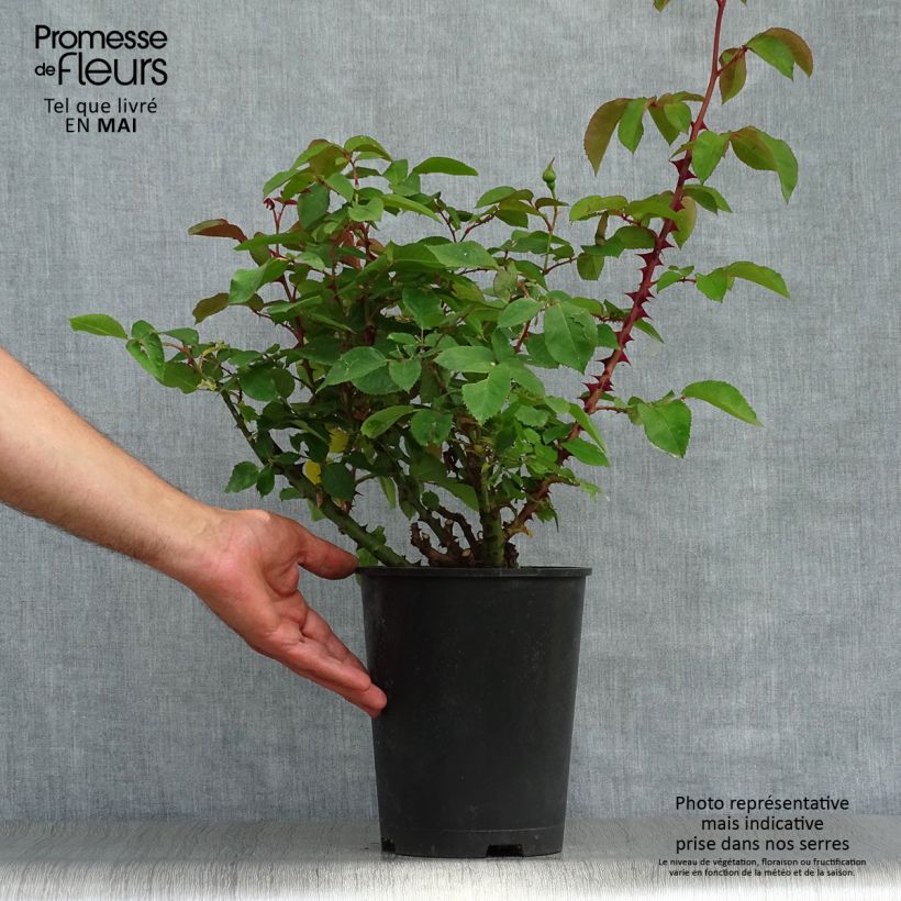 Example of Rosa polyantha Bordure d'Or 'Delbojaun' - Zwerg-Parkrose Topf mit 3L/4L as you get in printemps