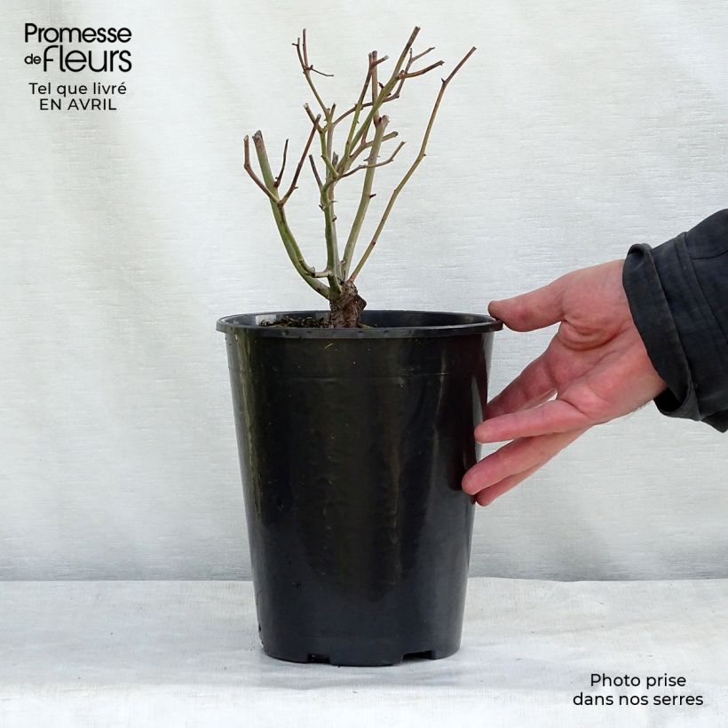 Exemplar von Rosa polyantha Rood Moorsdag - Zwerg-Parkrose Topf mit 3L/4L wie im Frühjahr geliefert