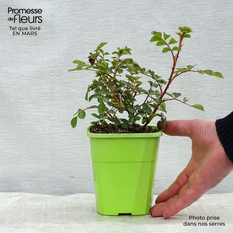 Exemplar von Rosa polyantha Lilliputs Flirt 2011 - Zwerg-Parkrose Topf mit 1,5L/2L wie im Winter geliefert