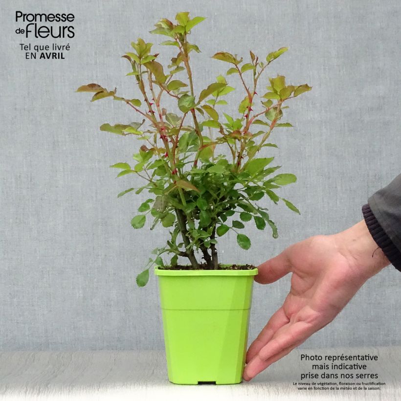 Example of Rosa polyantha Lilliputs Mandarin - Zwerg-Parkrose Topf mit 1,5L/2L as you get in printemps