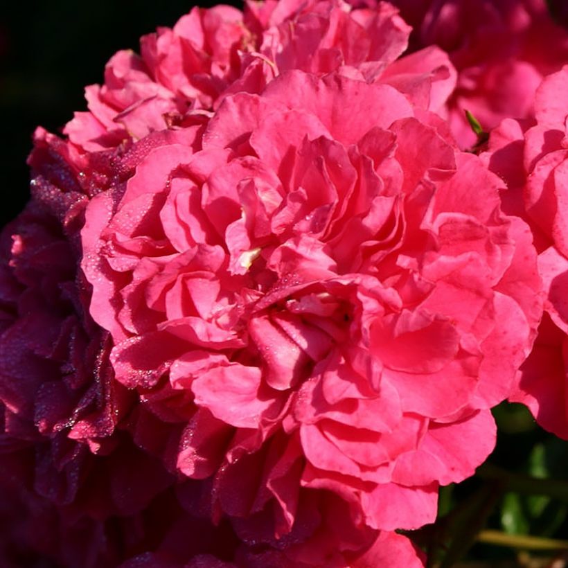 Rosa polyantha Lilliputs Roxy - Zwerg-Parkrose (Blüte)