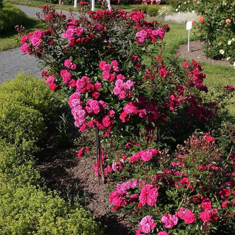 Rosa polyantha Lilliputs Roxy - Zwerg-Parkrose (Wuchs)