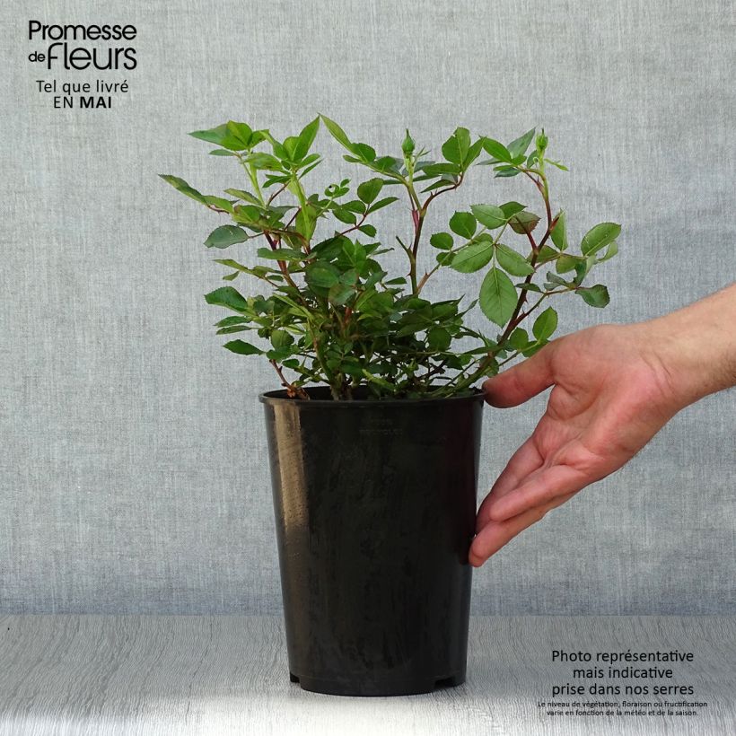 Exemplar von Rosa polyantha Lilliputs Little Sunset - Zwerg-Parkrose Topf mit 3L/4L wie im Frühjahr geliefert