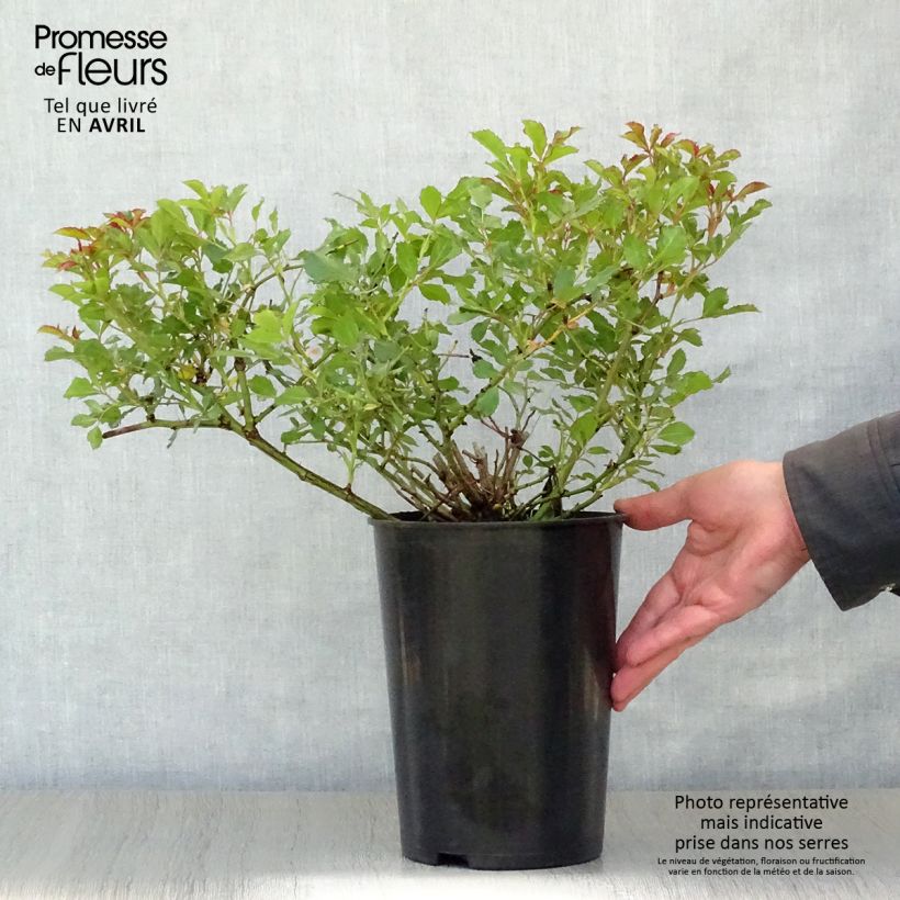 Exemplar von Rosa persica Queen Babylon Eyes - Zwerg-Parkrose Topf mit 4L/5L wie im Frühjahr geliefert