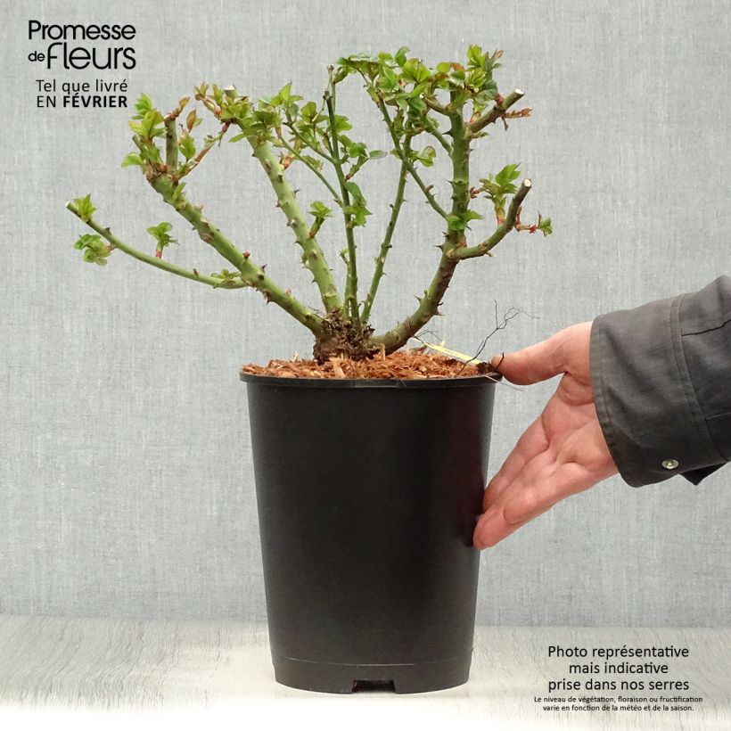 Exemplar von Rosa polyantha Ruby Ruby Weksactrumi - Zwerg-Parkrose Topf mit 3L/4L wie im Winter geliefert