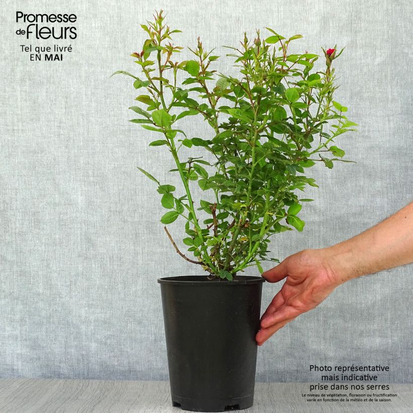 Example of Rosa polyantha Ruby Ruby Weksactrumi - Zwerg-Parkrose Topf mit 3L/4L as you get in printemps