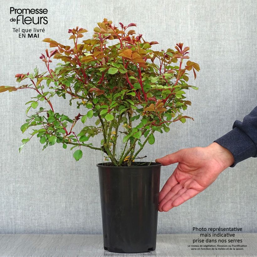 Example of Rosa polyantha Schneeküsschen - Zwerg-Parkrose Topf mit 2L/3L as you get in printemps