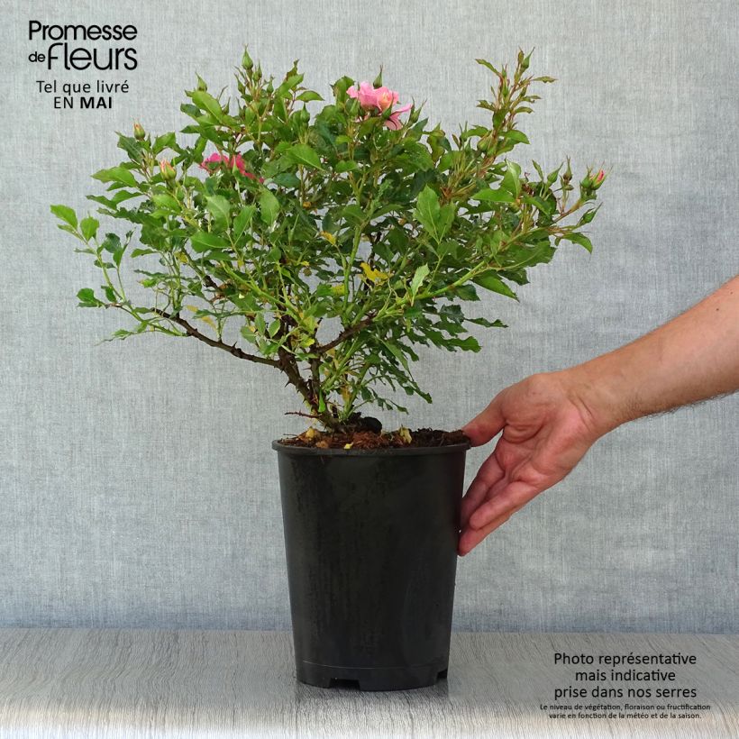 Example of Rosa persica Trendy Babylon Eyes - Zwerg-Parkrose Topf mit 4L/5L as you get in printemps