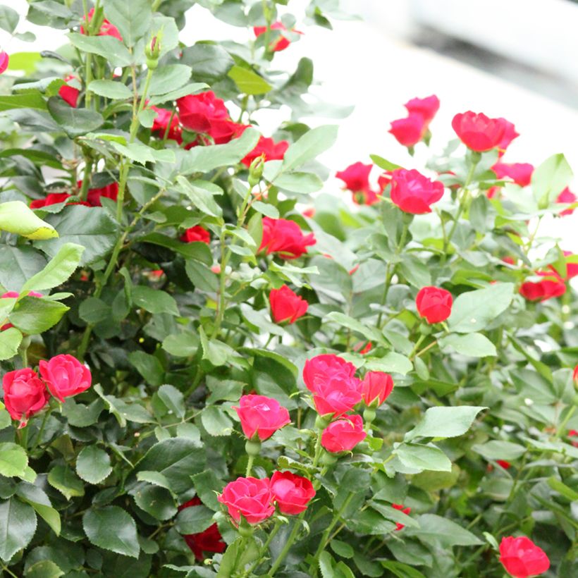 Rosa polyantha Zepeti Meibenbino - Zwerg-Parkrose (Wuchs)