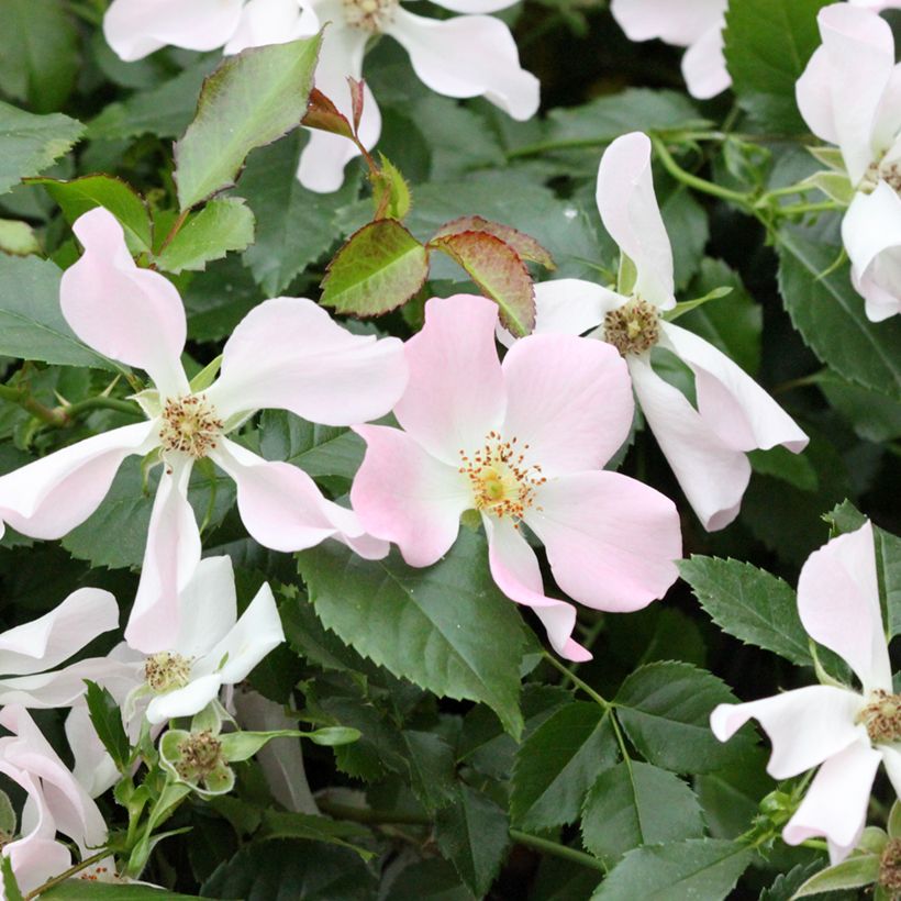 Rosa Street Colors Champs Elysées 'Meiplumty' - Parkrose (Blüte)
