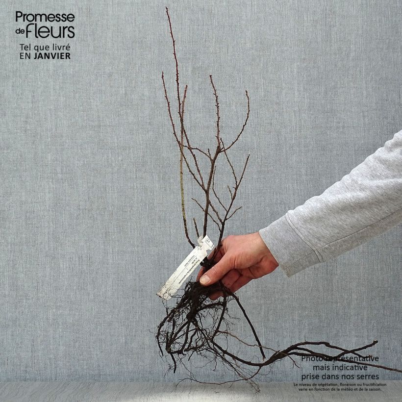 Exemplar von Rosa pimpinellifolia - Dünen-Rose Wurzelnackt wie im Winter geliefert