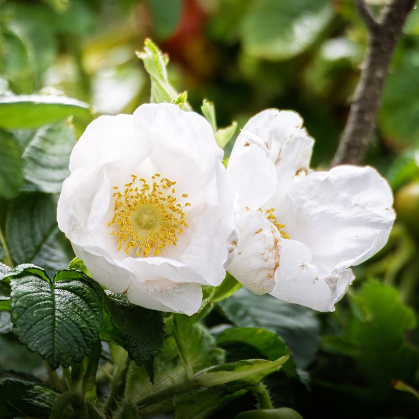 Rosa rugosa Alba - Apfelrose (Flowering)