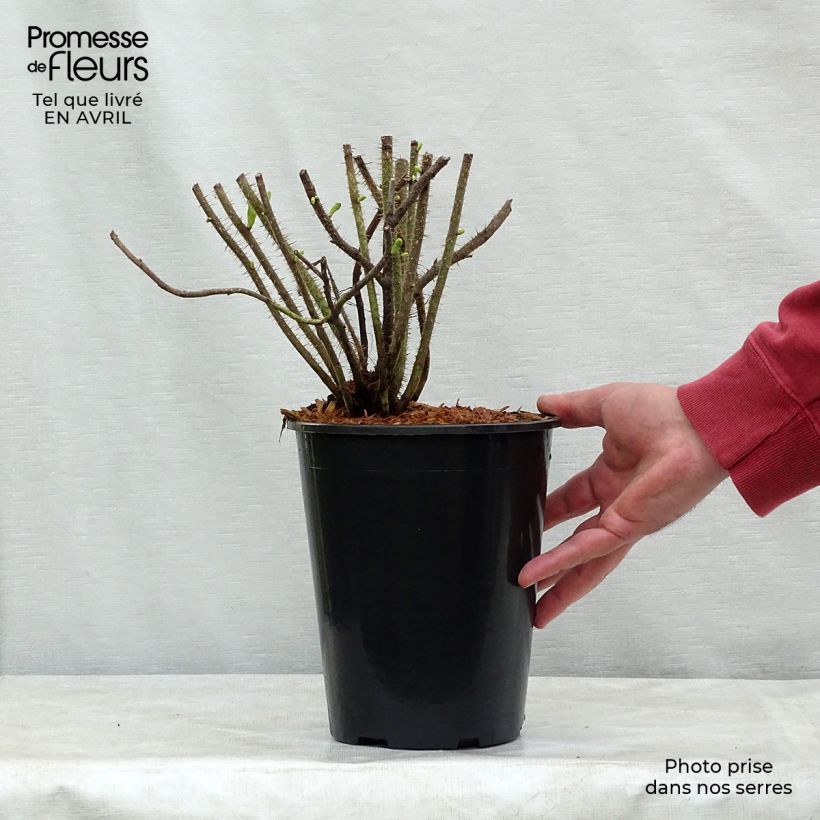 Example of Rosa rugosa Alba - Apfelrose Topf mit 3L/4L as you get in printemps