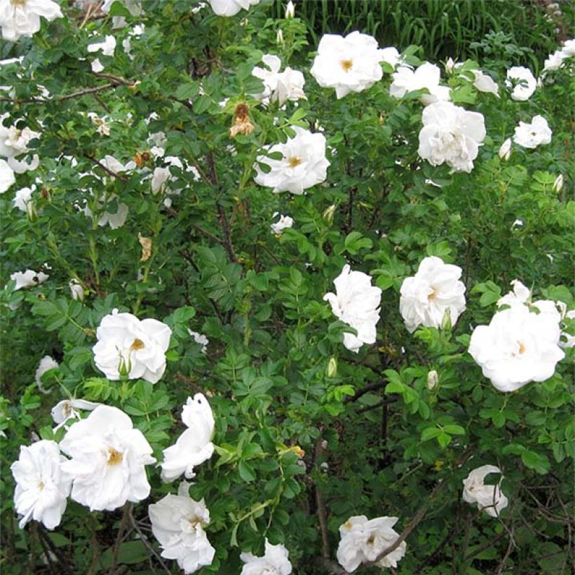 Rosa rugosa Blanc Double de Coubert - Apfelrose (Wuchs)