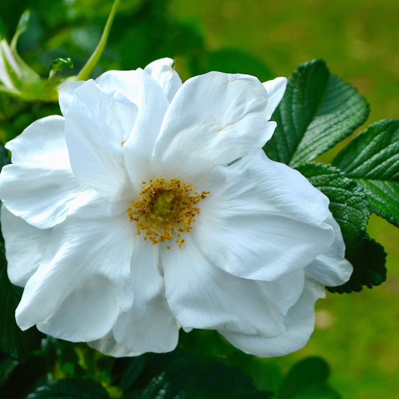 Rosa rugosa Blanc Double de Coubert - Apfelrose (Blüte)