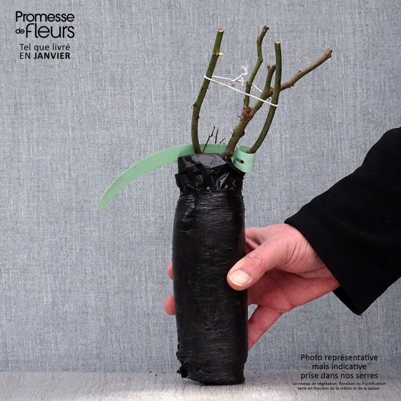 Exemplar von Rosa rugosa Frau Dagmar Hastrup - Apfelrose Wurzelnackt in Beutel wie im Winter geliefert